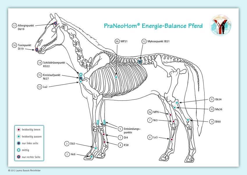 Akupunktur-Tafel Pferd