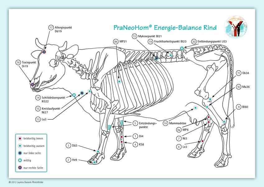 Akupunktur-Tafel Rind/Kuh