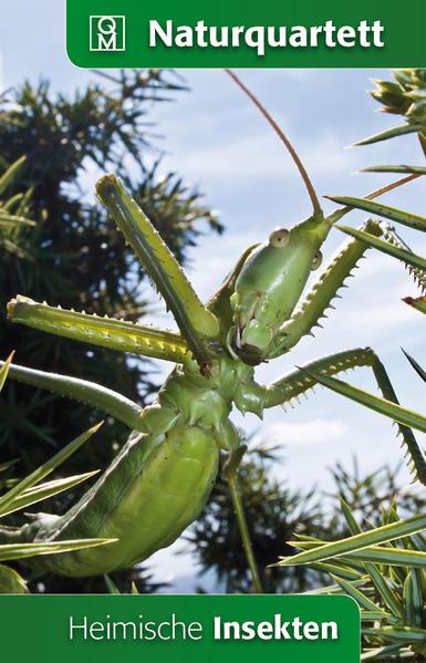 Heimische Insekten