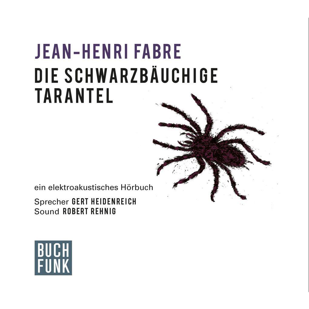 Die schwarzbäuchige Tarantel