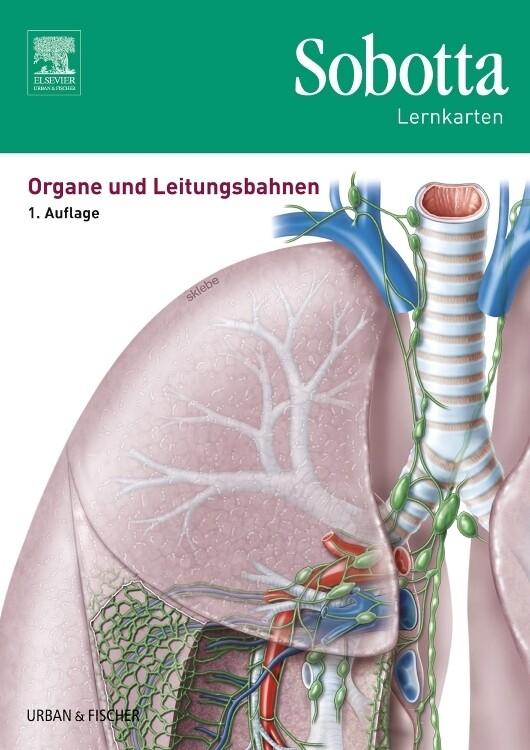 Sobotta Lernkarten Organe und Leitungsbahnen