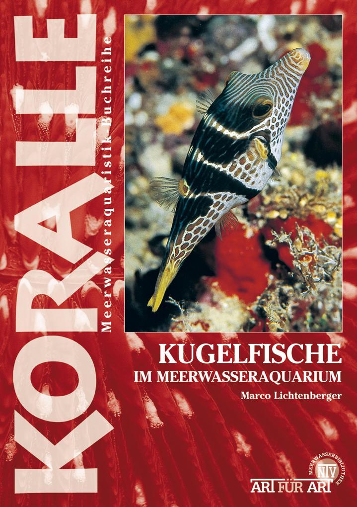 Kugelfische im Meerwasseraquarium