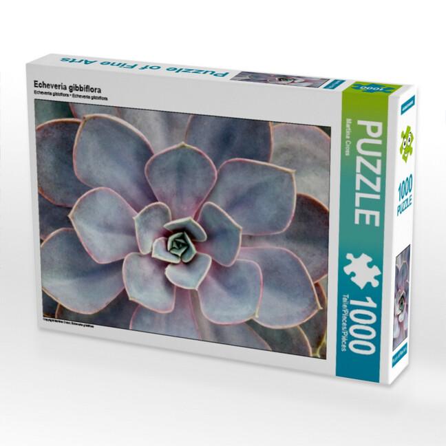 Echeveria gibbiflora (Puzzle)