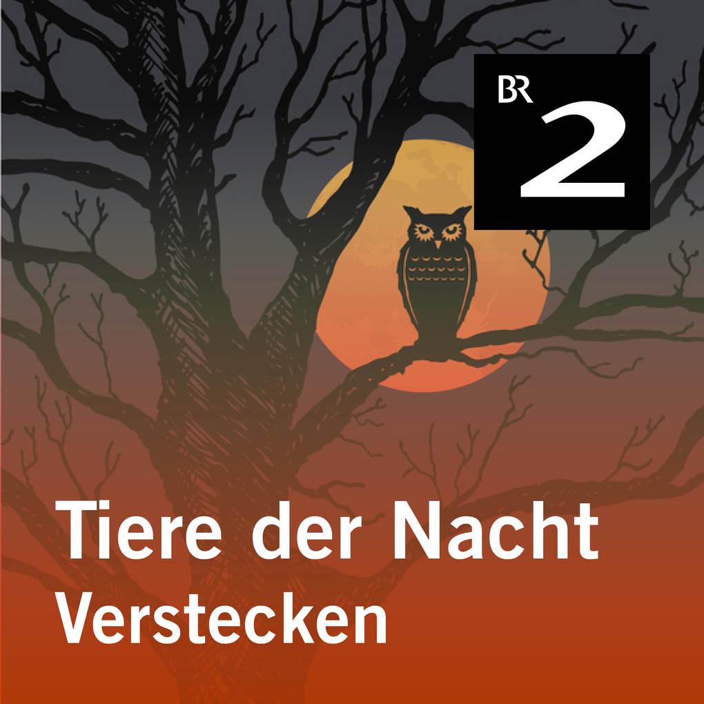 Tiere der Nacht: Verstecken