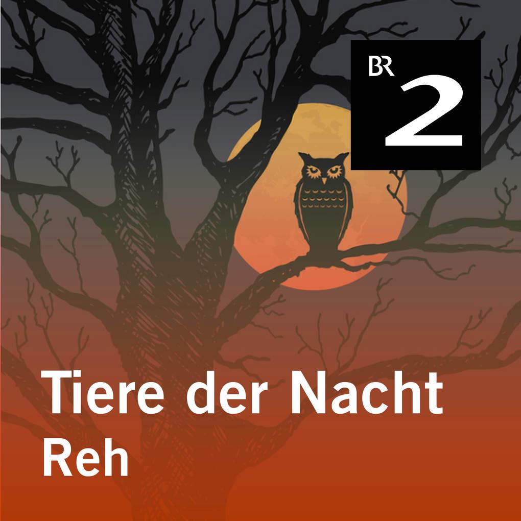 Tiere der Nacht: Reh