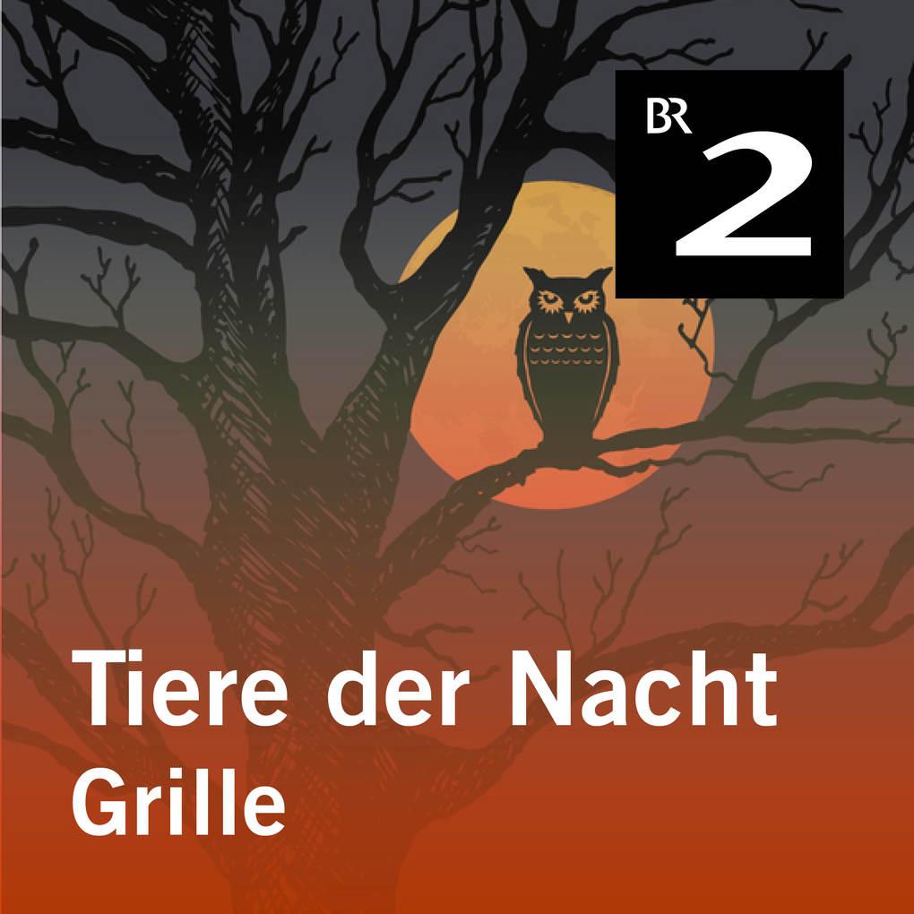 Tiere der Nacht: Grille