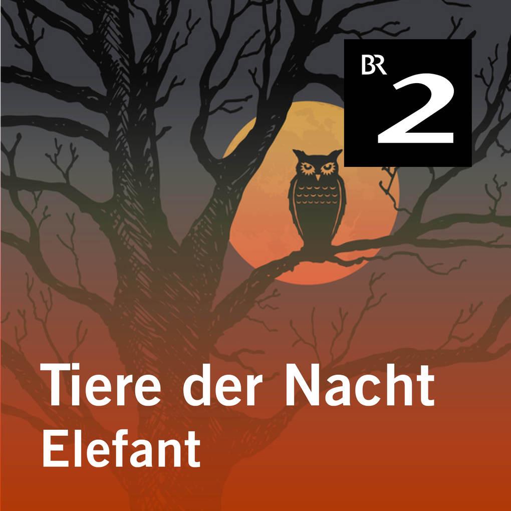 Tiere der Nacht: Elefant