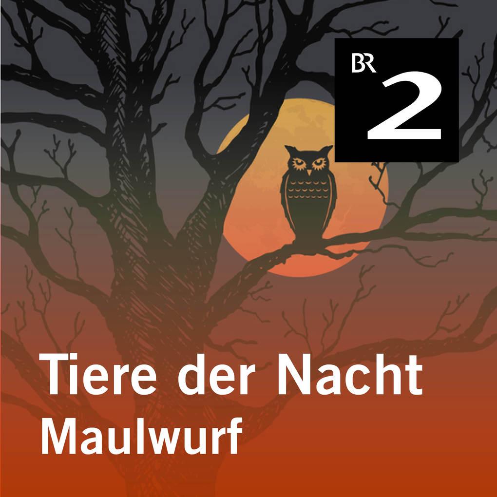 Tiere der Nacht: Maulwurf