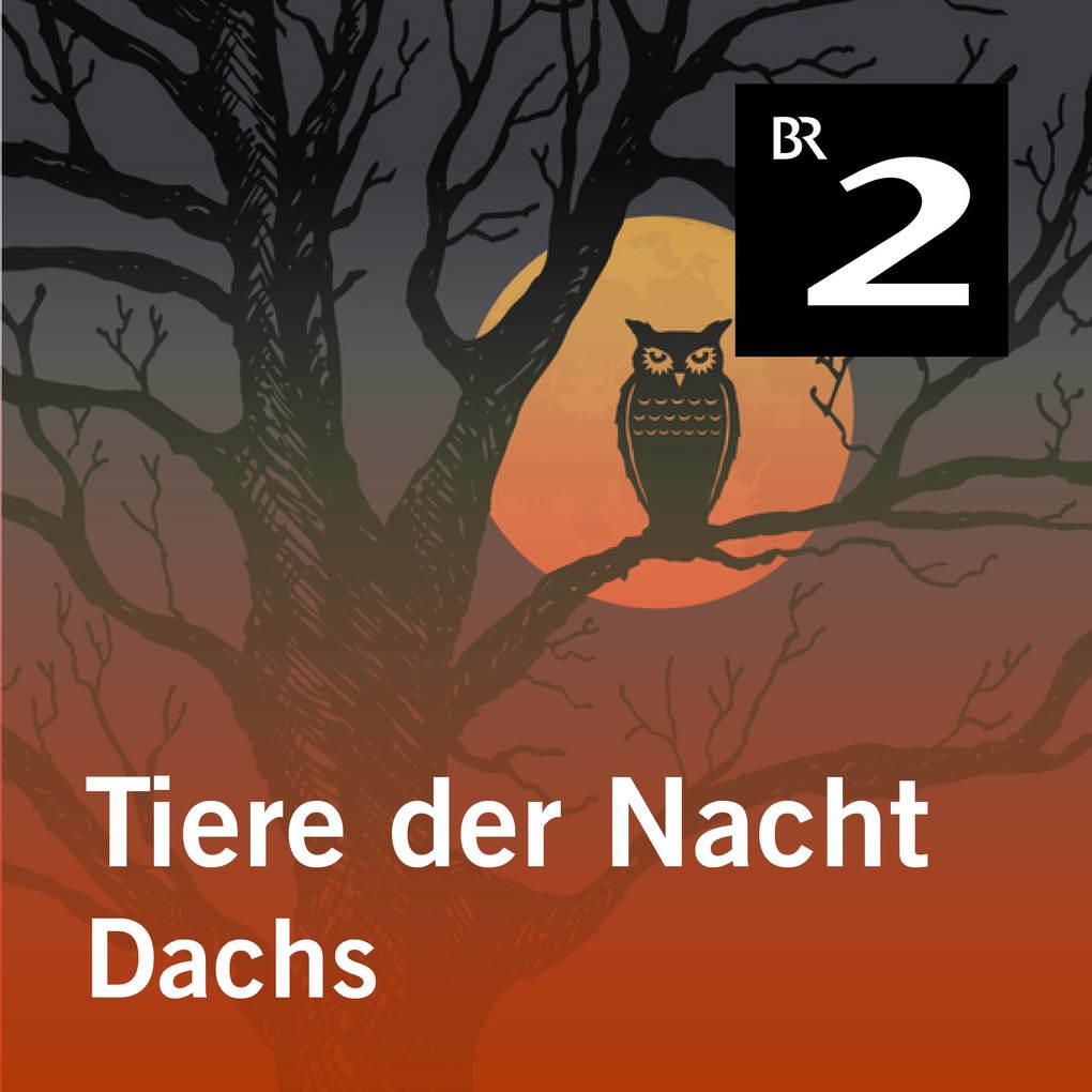 Tiere der Nacht: Dachs