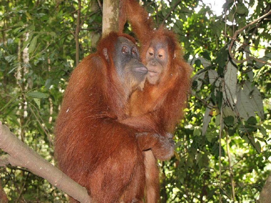 Orang Utans - 200 Teile (Puzzle)