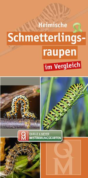 Heimische Schmetterlingsraupen im Vergleich