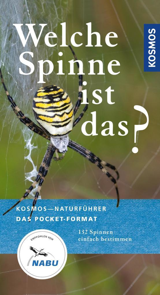 Welche Spinne ist das?