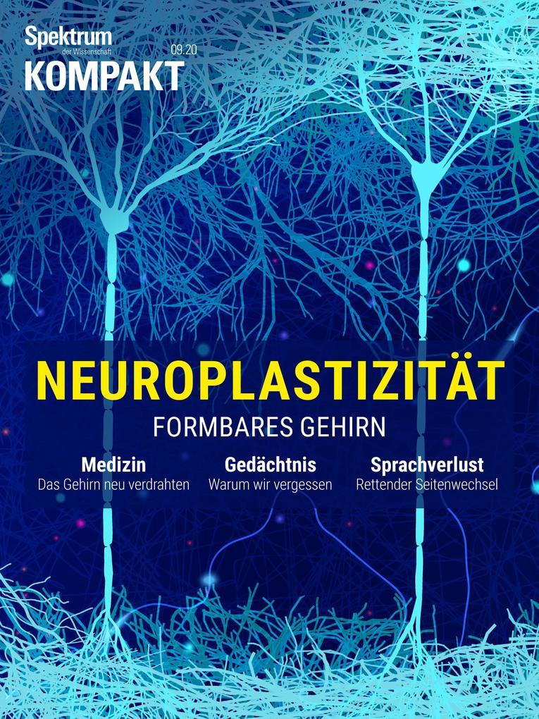 Spektrum Kompakt - Neuroplastizität