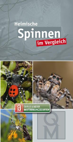 Heimische Spinnen