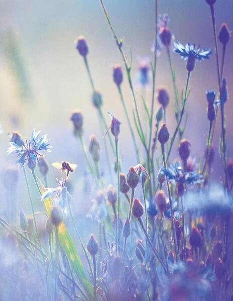 Summer Meadow