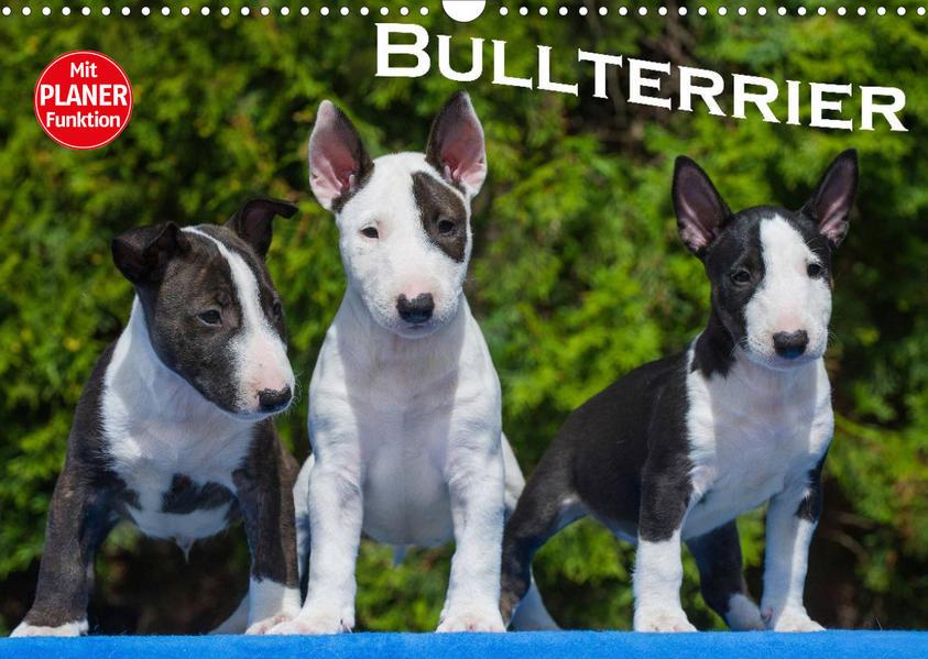 Bullterrier (Wandkalender 2023 DIN A3 quer)