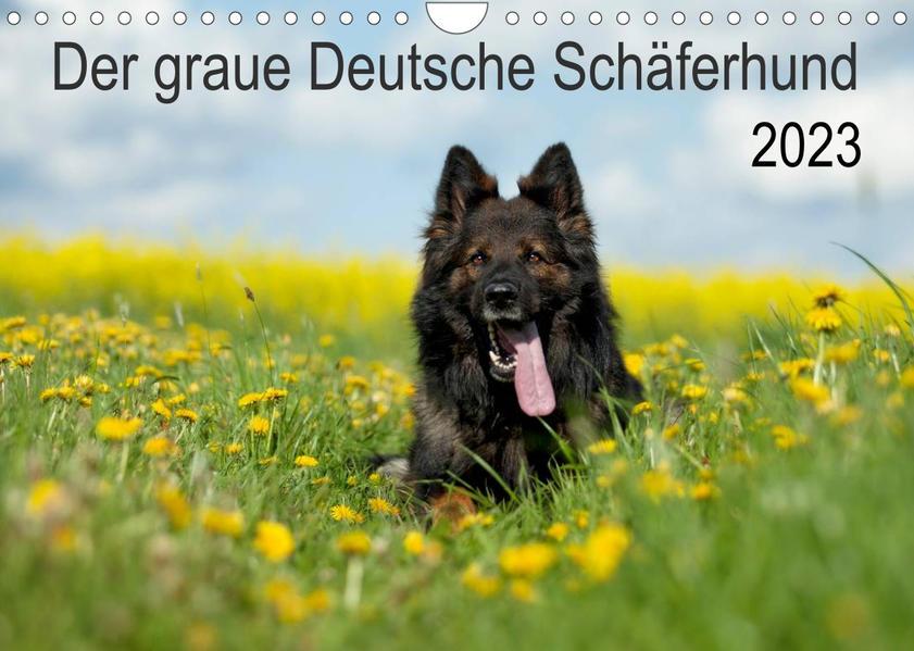 Der graue Deutsche Schäferhund (Wandkalender 2023 DIN A4 quer)