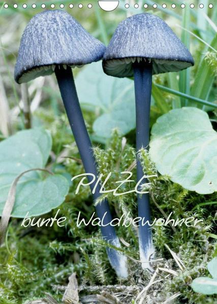 Pilze (Wandkalender 2023 DIN A4 hoch)