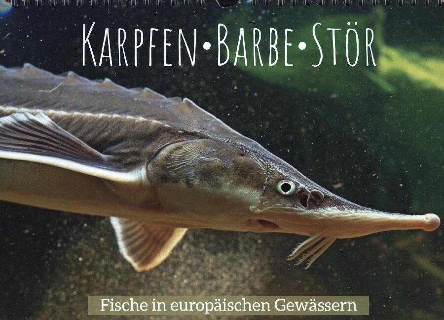 Karpfen, Barbe, Stör: Fische in europäischen Gewässern (Wandkalender 2023 DIN A4 quer)