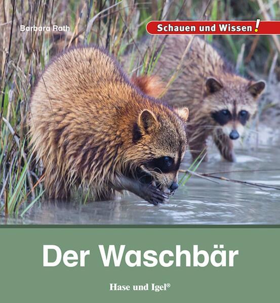 Der Waschbär