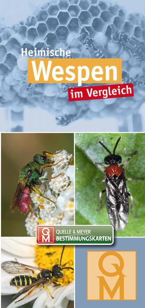 Heimische Wespen im Vergleich