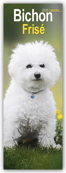 Bichon Frisé 2024