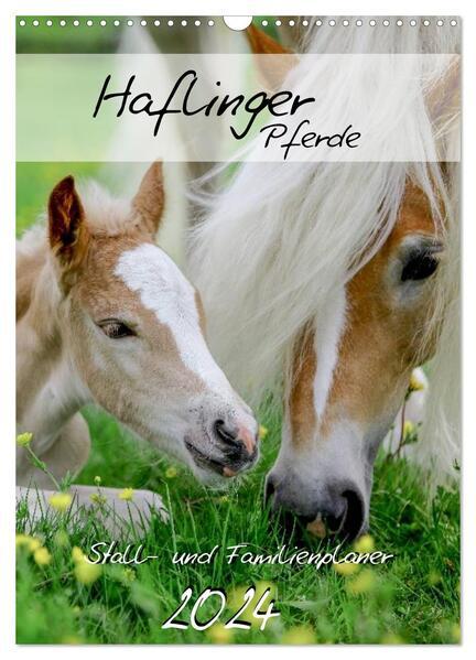 Haflinger Pferde - Stall- und Familienplaner 2024 (Wandkalender 2024 DIN A3 hoch), CALVENDO Monatskalender