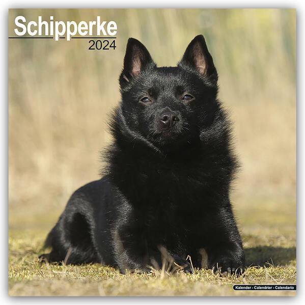 Schipperke 2024 - 16-Monatskalender