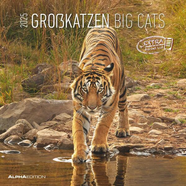 Großkatzen 2025 - Broschürenkalender 30x30 cm (30x60 geöffnet) - Kalender mit Platz für Notizen - Big Cats - Bildkalender - Wandplaner - Alpha Edition