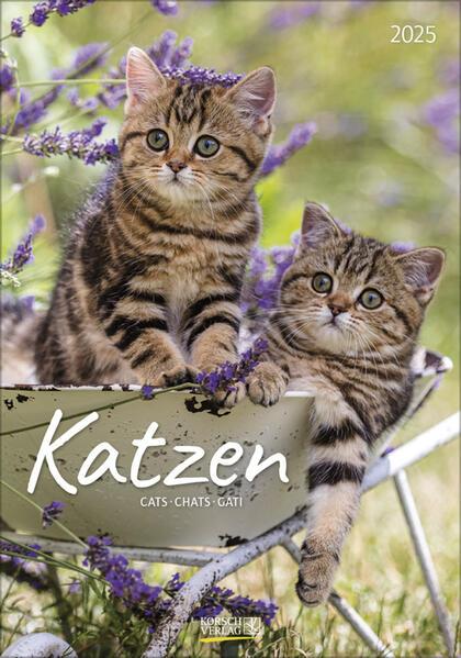 Katzen 2025