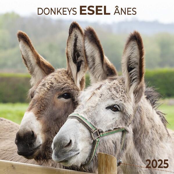 Esel 2025