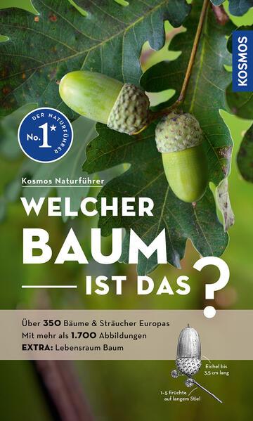 Welcher Baum ist das?