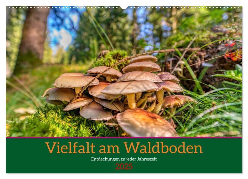 Vielfalt am Waldboden (Wandkalender 2025 DIN A2 quer), CALVENDO Monatskalender