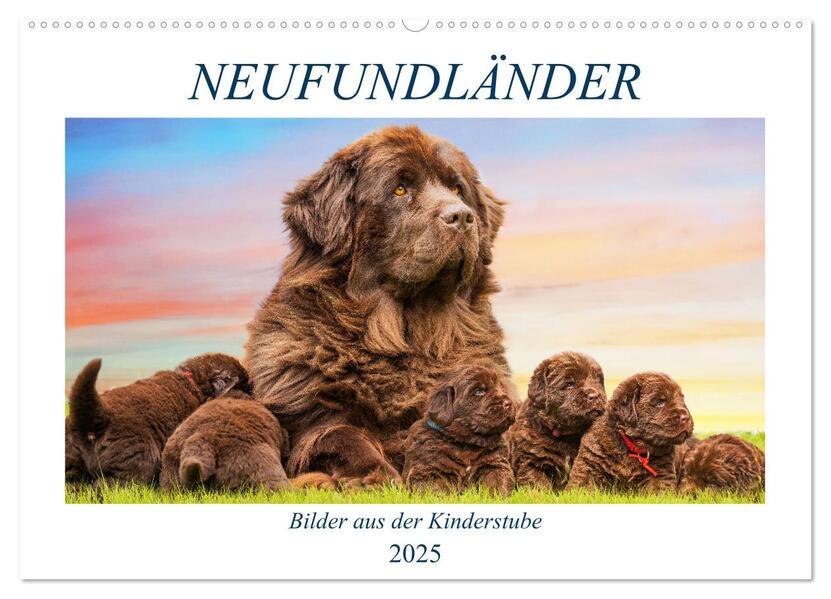 Neufundländer - Bilder aus der Kinderstube (Wandkalender 2025 DIN A2 quer), CALVENDO Monatskalender