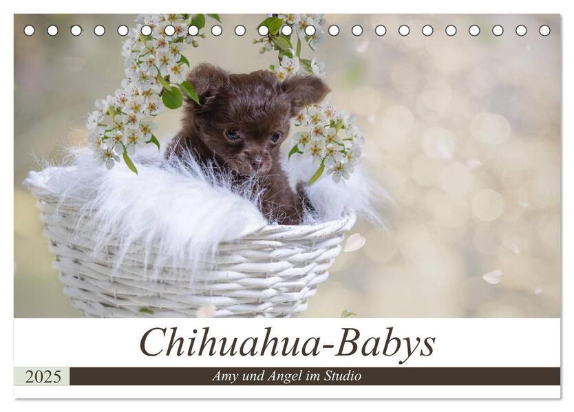 Chihuahua-Babys - Amy und Angel im Studio (Tischkalender 2025 DIN A5 quer), CALVENDO Monatskalender