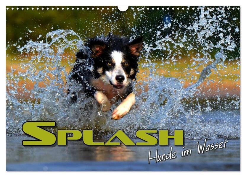 SPLASH - Hunde im Wasser (Wandkalender 2025 DIN A3 quer), CALVENDO Monatskalender