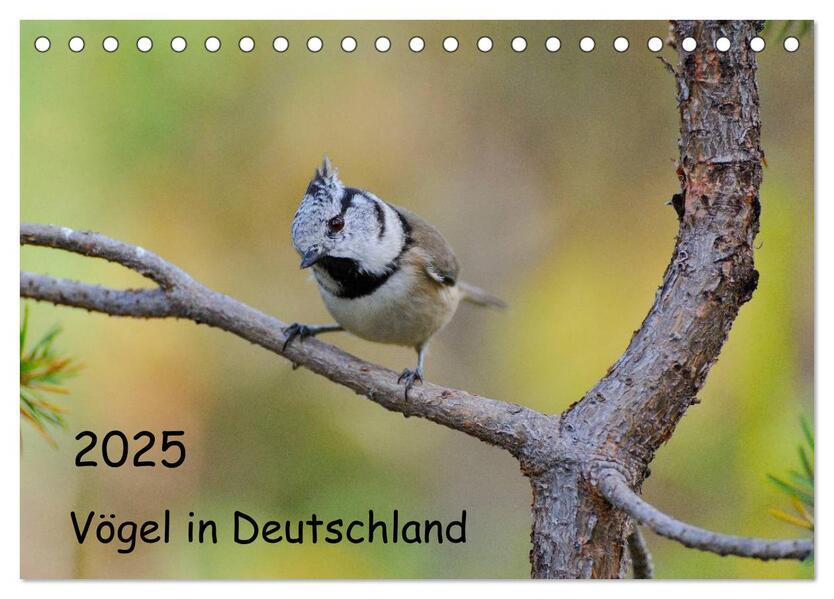 Vögel in Deutschland (Tischkalender 2025 DIN A5 quer), CALVENDO Monatskalender