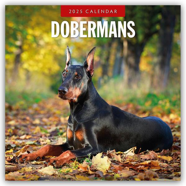 Dobermans 2025 Square Wall Calendar