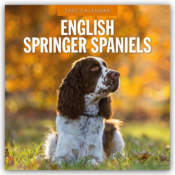 English Springer Spaniels 2025 Square Wall Calendar