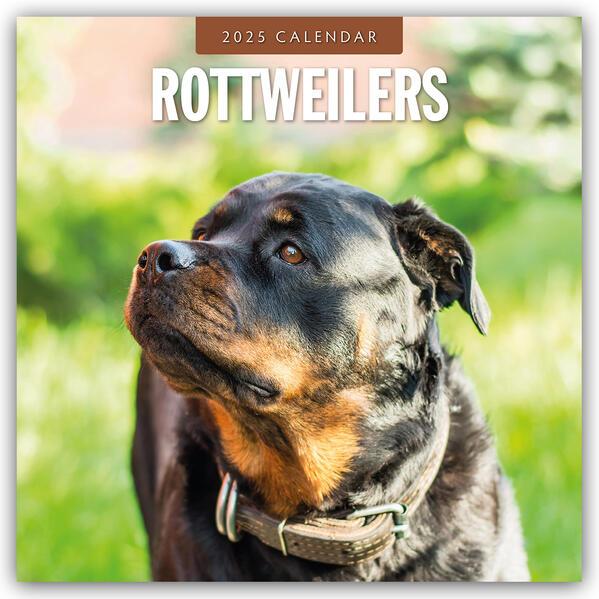 Rottweilers 2025 Square Wall Calendar