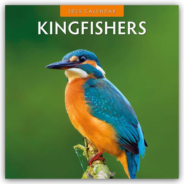 Kingfishers - Eisvögel 2025 - 16-Monatskalender