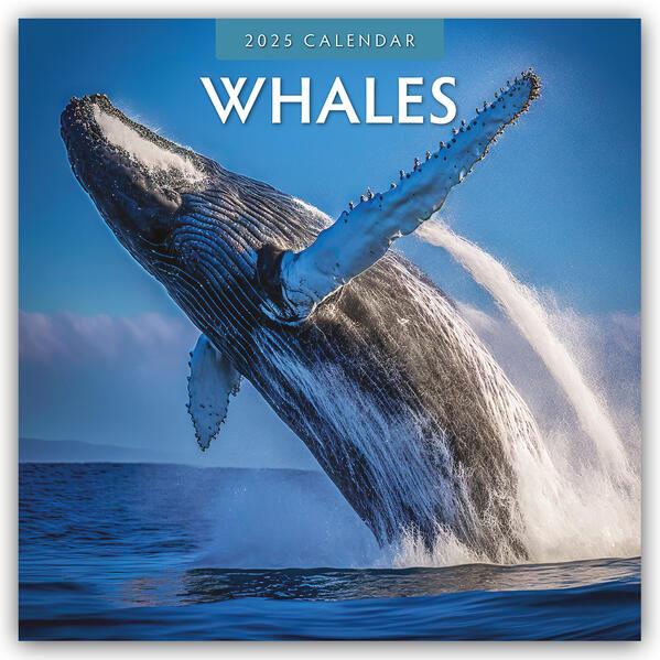 Whales - Wale 2025 - 16-Monatskalender