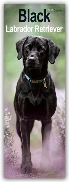 Black Labrador Retriever - Schwarze Labrador Retriever 2025