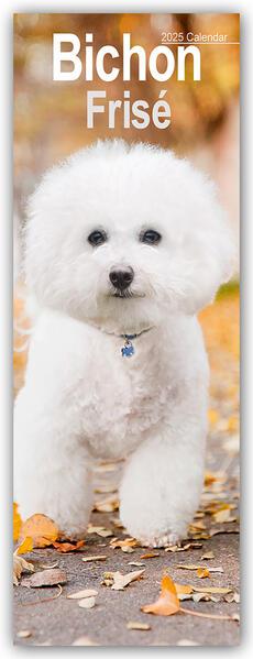 Bichon Frisé 2025