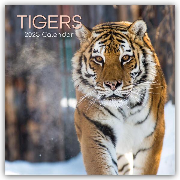 Tigers - Tiger 2025 - 16-Monatskalender