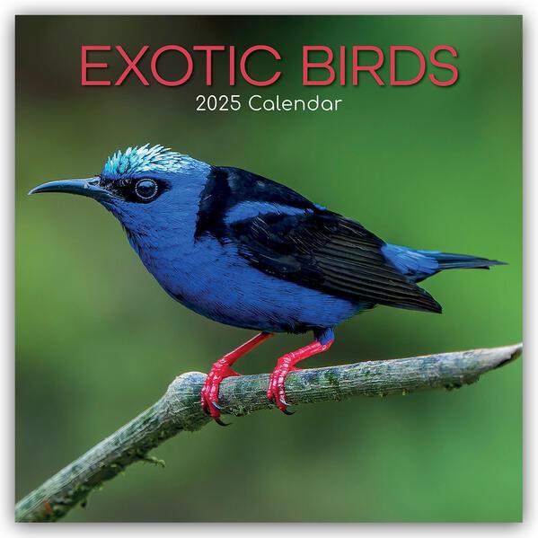 Exotic Birds - Exotische Vögel 2025 - 16-Monatskalender