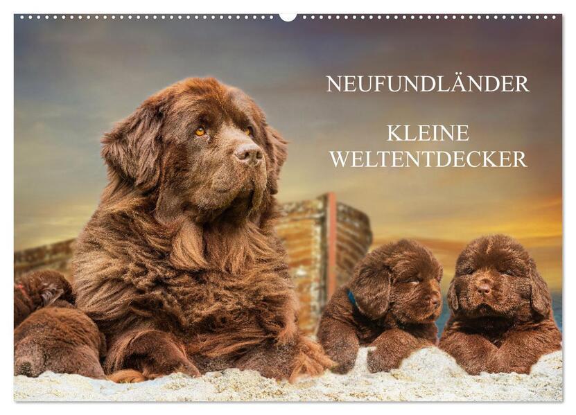 Neufundländer - Kleine Weltentdecker (Wandkalender 2025 DIN A2 quer), CALVENDO Monatskalender