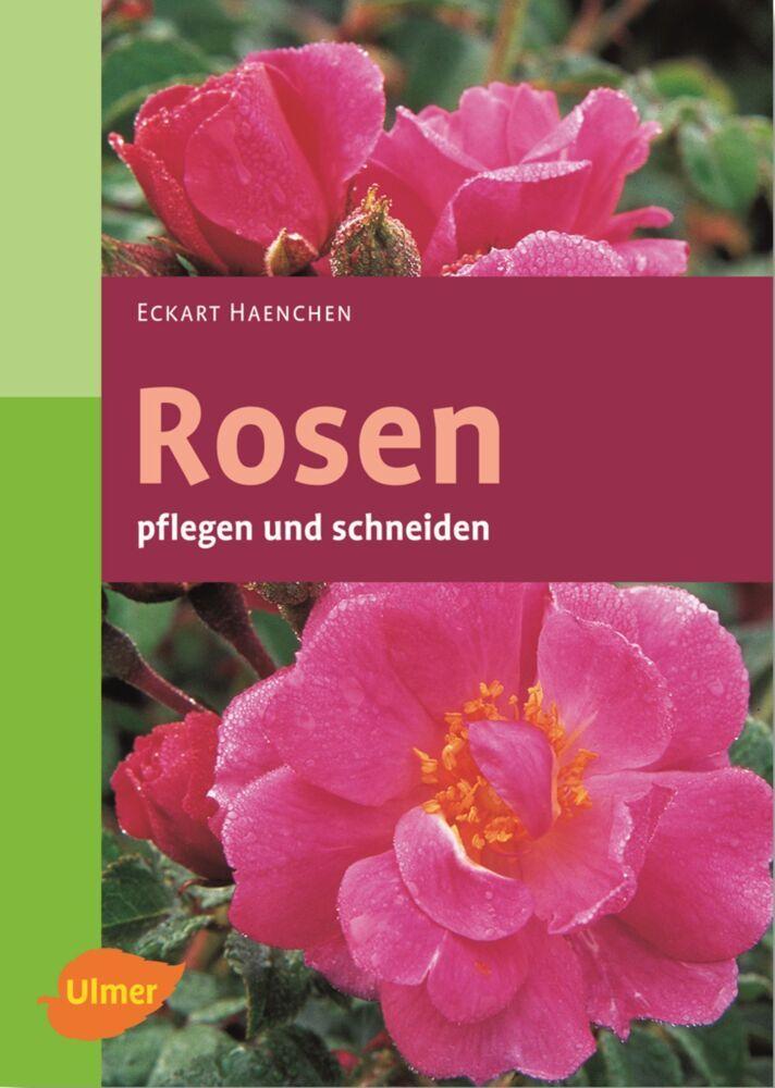 Rosen pflegen und schneiden