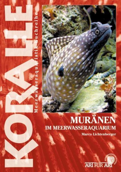 Muränen im Meerwasseraquarium