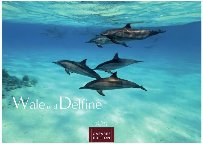 Wale und Delfine Kalender 2027 - Wandkalender | Fotokalender Tierkalender 24x35cm - Hochwertige Fotografien von Walen und Delfinen, die jeden Monat begeistern.